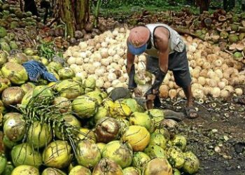 Lawmakers push for coconut oil mill in Eastern Samar, back Marcos plan to revive industry