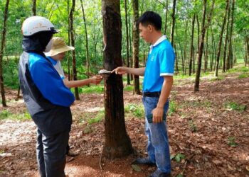 Vietnam Rubber Company Huy Anh Rubber Co., Ltd. Appoints KOLTIVA to Achieve EUDR Compliance, Fortify its EU Market Presence