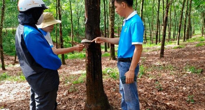 Vietnam Rubber Company Huy Anh Rubber Co., Ltd. Appoints KOLTIVA to Achieve EUDR Compliance, Fortify its EU Market Presence